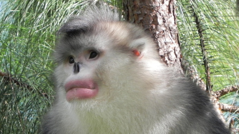 El langur negro de nariz chata en China. / Paul. A. Garber