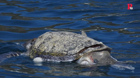 300 tortugas fallecen intoxicadas en México 300 tortugas fallecen intoxicadas en México