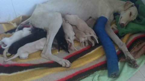 La perra con sus cachorros después de ser rescatados / CLÍNICA TURRE La perra con sus cachorros después de ser rescatados / CLÍNICA TURRE