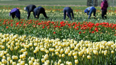 Trabajadores en una plantación de amapolas en la localidad holandesa de Lisse. REUTERS/Piroschka van de Wouw Trabajadores en una plantación de amapolas en la localidad holandesa de Lisse. REUTERS/Piroschka van de Wouw