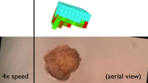 Crean robots "vivos" a partir de células animales Crean robots "vivos" a partir de células animales