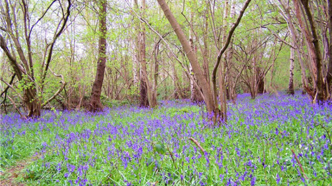El soto de Swithland, parte del bosque de Charnwood (Leicestershire, Reino Unido.) Fue en una cantera situada en este bosque donde primero Tina Negus y luego Roger Mason, ambos de 15 años, se encontraron con algo que según el mundo entero Soto de Swithland, Bosque de Charnwood (Leicestershire, UK.)