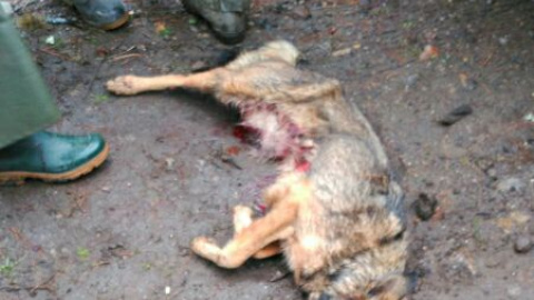 El perro abatido por los cazadores. ADEGA El perro abatido por los cazadores. ADEGA