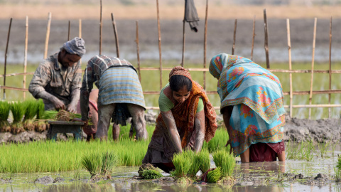 Los agricultores trabajan en un arrozal en el pueblo de Kothari, distrito de Nagaon, en la India/ REUTERS Los agricultores trabajan en un arrozal en el pueblo de Kothari, distrito de Nagaon, en la India/ REUTERS