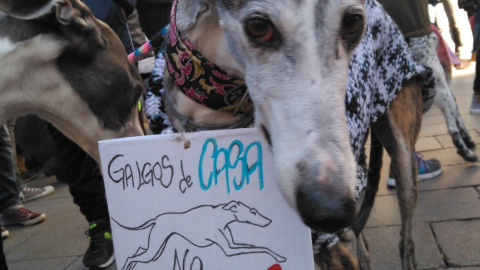 Cientos de personas y sus galgos se congregan contra la caza con perros. /@golondrinadnata Cientos de personas y sus galgos se congregan contra la caza con perros. /@golondrinadnata