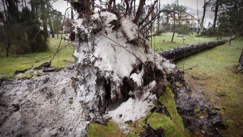 El temporal derribó varios árboles en la playa de A Madalena, en el concello coruñés de Cabanas. / CABALAR (EFE)