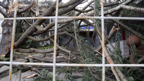 Un pino de grandes dimensiones se desplomó en la calle Bayona de Vigo. / SALVADOR SAS (EFE)