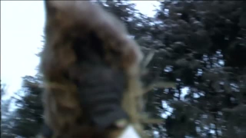 La marmota Phil predice que este año la primavera llegará pronto La marmota Phil predice que este año la primavera llegará pronto