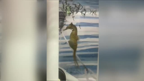 Así es el parto de un caballito de mar Así es el parto de un caballito de mar