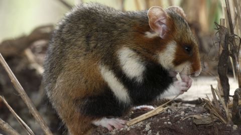 Ejemplar de gran hámster de Alsacia / CENTRE DE RÉINTRODUCTION HUNAWIHR Ejemplar de gran hámster de Alsacia / CENTRE DE RÉINTRODUCTION HUNAWIHR