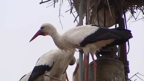 Por San Blas las cigüeñas verás y antes también Por San Blas las cigüeñas verás y antes también