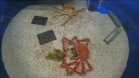 Curioso vídeo de un cangrejo mudando su caparazón Curioso vídeo de un cangrejo mudando su caparazón