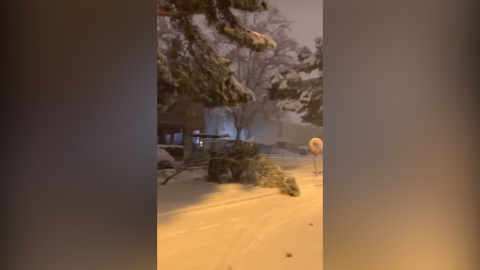 Cae un árbol en Madrid por las fuertes nevadas durante la noche Cae un árbol en Madrid por las fuertes nevadas durante la noche