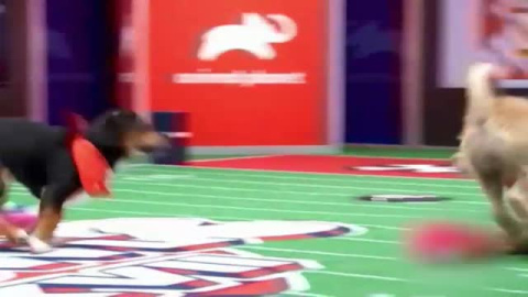 Una Puppy-Bowl muy canina Una Puppy-Bowl muy canina
