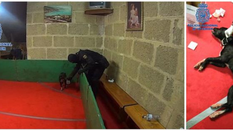 Fotografía facilitada por la Policía Nacional, que ha evitado la muerte de 230 animales de un circuito nacional clandestino de peleas de perros. - EFE Fotografía facilitada por la Policía Nacional, que ha evitado la muerte de 230 animales de un circuito nacional clandestino de peleas de perros. - EFE