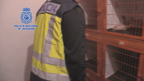 La Policía interviene en una pelea de gallos con droga y apuestas La Policía interviene en una pelea de gallos con droga y apuestas