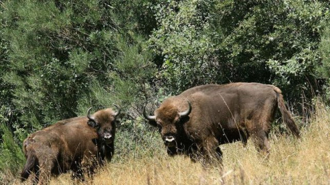 Bisontes de la reserva de Benalgéber (Valencia) / EFE Bisontes de la reserva de Benalgéber (Valencia) / EFE