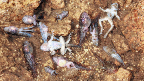 Larvas y metamórficos de sapo partero común de la Serra de Estrela infectados simultáneamente por hogos quitridios y ranavirus. SINC / Gonçalo M. Rosa Larvas y metamórficos de sapo partero común de la Serra de Estrela infectados simultáneamente por hogos quitridios y ranavirus. SINC / Gonçalo M. Rosa