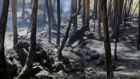 Imagen de un bosque calcinado en Pontevedra./REUTERS Imagen de un bosque calcinado en Pontevedra./REUTERS