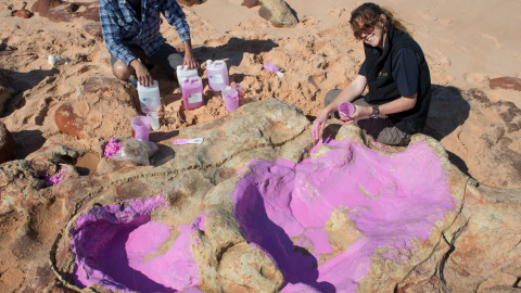 Dos investigadores hacen un molde de una huella gigante del yacimiento de Walmadany./ UNIVERSITY OF QUEENSLAND