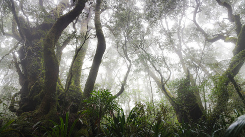 Árboles y plantas están conectados entre ellos. / Rocky T Árboles y plantas están conectados entre ellos. / Rocky T
