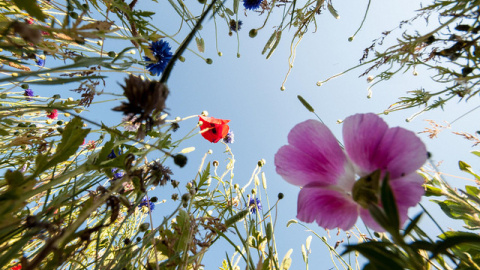 Las plantas interactúan entre ellas de la misma manera que los animales y a veces de forma mucho más compleja. /Peter Castleton Las plantas interactúan entre ellas de la misma manera que los animales y a veces de forma mucho más compleja. /Peter Castleton