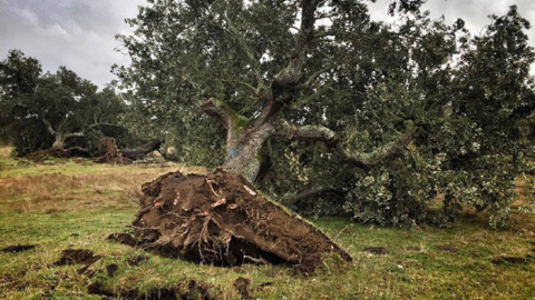 Una de las encinas centenarias arrancadas para el proyecto. Una de las encinas centenarias arrancadas para el proyecto.