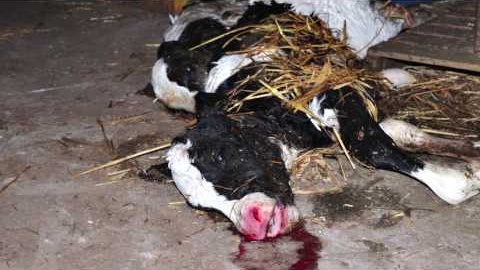 EHfDmCTaa1I EHfDmCTaa1I