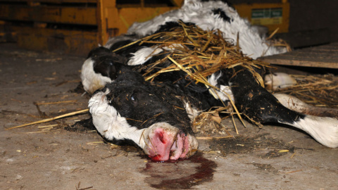 Una vaca en la granja de Somerset donde se producía el maltrato. IA Una vaca en la granja de Somerset donde se producía el maltrato. IA