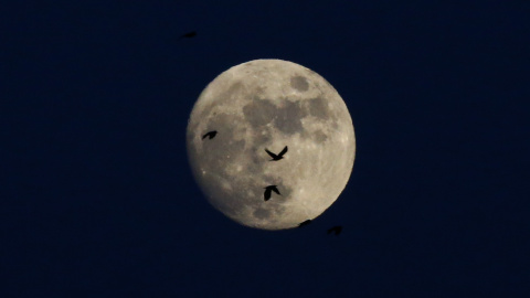 Las aves se perfilan frente a la luna en el cielo de Berlín. REUTERS / Pawel Kopczynski