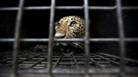 Un leopardo salvaje permanece dentro de una jaula después de haber sido capturado tras entrar a una ciudad y herir a una persona en Katmandú, Nepal. REUTERS/Navesh Chitrakar