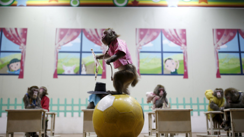 Un mono entrenado viste un traje tradicional de coreana mientras actúa con una pelota inflable durante una actuación en Monkey School, en Goyang, Corea del Sur. REUTER /Kim Hong-Ji