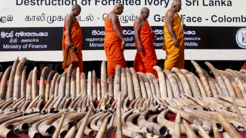 Un total de 359 colmillos de elefante son expuestos ante la prensa antes de ser destruidos en Galle Face Green en Colombo (Sri Lanka). REUTERS/Dinuka Liyanawatte