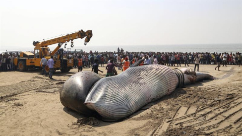 Un grupo de curiosos observa el cuerpo sin vida de una ballena encontrada en la playa de Juhu, en la costa del mar Arábigo, en Bombay (India). Según informaron los medios locales, se precisó la ayuda de una grúa para mover el cuerpo de la b