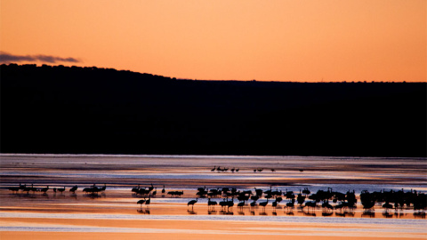 Fotografía tomada en la Laguna de Gallocanta, en Aragon, España. Es la mayor laguna natural de la Península Ibérica y la mayor laguna de agua salada de Europa. AGUSTÍN CATALÁN (Ramsar)