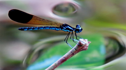 El humedal de Rhinocypha, en Filipinas. ERICKSON TABAYAG (Ramsar)