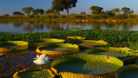 Delta del Paraná, en Argentina. FIRPO LACOSTE (Ramsar)