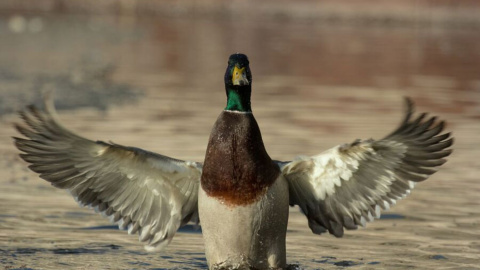 Polonia. DLUGOSZ GRZEGORZ (Ramsar)