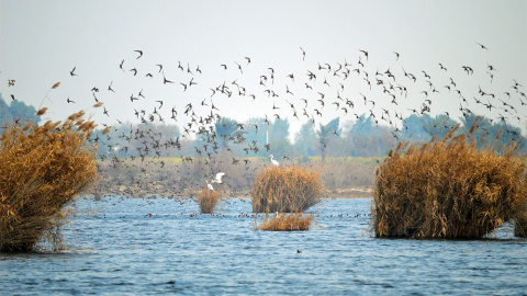 Un humedal de Rangla, en Punjab, Pakistán. HASSAN KHAN SARAAN (Ramsar)