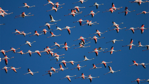 Flamencos en vuelo. Fotografía realizada en el Parque Natural de La Albufera, en España. GUILLERMO GARCÍA (Ramsar)