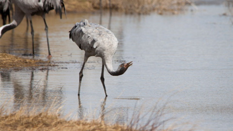 Este lago en Gallocanta, Aragón, es el lago natural más grande de la Península Ibérica. AGUSTÍN CATALÁN (Ramsar)
