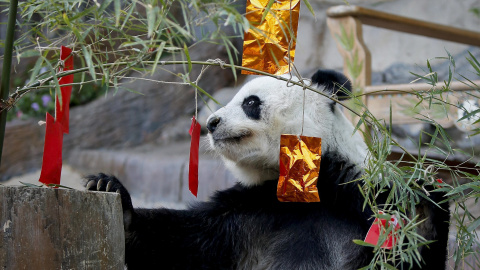 El panda Lin Hui observa atentamente los tradicionales paquetitos rojos de celebración del Año Nuevo chino en el zoo de Chiang Mai, en la provincia de Chiang Mai, al norte de Tailandia. EFE/Pongmanat Tasiri