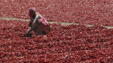 Una mujer en un campo de cultivo de chiles en una granja en las afueras de Ahmedabad, India. REUTERS/Amit Dave