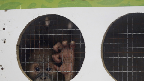 Un orangután de un año de edad llamado Puspa dentro de una jaula en Jakarta, Indonesia.  REUTERS/Beawiharta