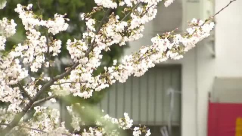 Un año después, la vida en Wuhan florece de nuevo Un año después, la vida en Wuhan florece de nuevo