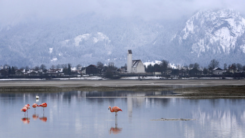 lamencos, en el lago Forggensee cerca de Füssen, Alemania. EFE/Karl-Josef Hildenbrand