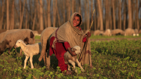 Una chica sostiene una oveja en un campo en Nowshera, Pakistán. REUTERS/Fayaz Aziz