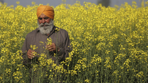 El agricultor indio Kuldeep Singh observa flores de mostaza en una plantación en la localida de Othian, a unos 25 kilómetros de Amritsar.  EFE/Raminder Pal Singh