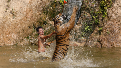 Un tigre salta mientras durante un entrenamiento en el templo del tigre en la provincia de Kanchanaburi, al oeste de Bangkok, Tailandia. REUTERS/Chaiwat Subprasom
