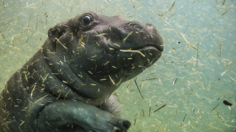 Un pequeño hipopótamo de un mes de vida se toma un baño en su recinto del zoo de Praga, República Checa. EFE/Filip Singer